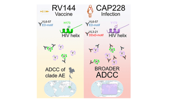 Antibodies from another CAPRISA participant provide insights for vaccine science 