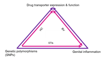 Pharmacogenomics of drug transporters for antiretroviral long-acting pre-exposure prophylaxis for HIV